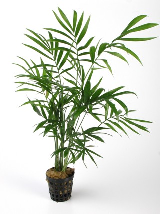 Chamaedorea elegans in pot